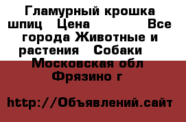 Гламурный крошка шпиц › Цена ­ 30 000 - Все города Животные и растения » Собаки   . Московская обл.,Фрязино г.